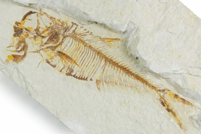 Bargain, Detailed Fossil Fish (Diplomystus) - Wyoming #357672